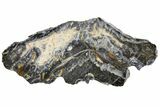 2.5" Mammoth Molar Slice With Case - South Carolina - #130698-1